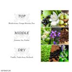 روغن بدن Wild Kiss دیر بادی